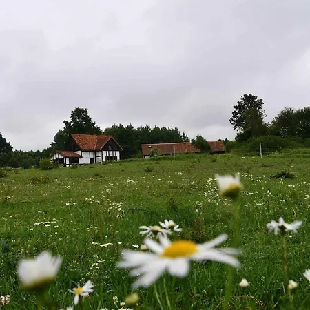 Stokrotka